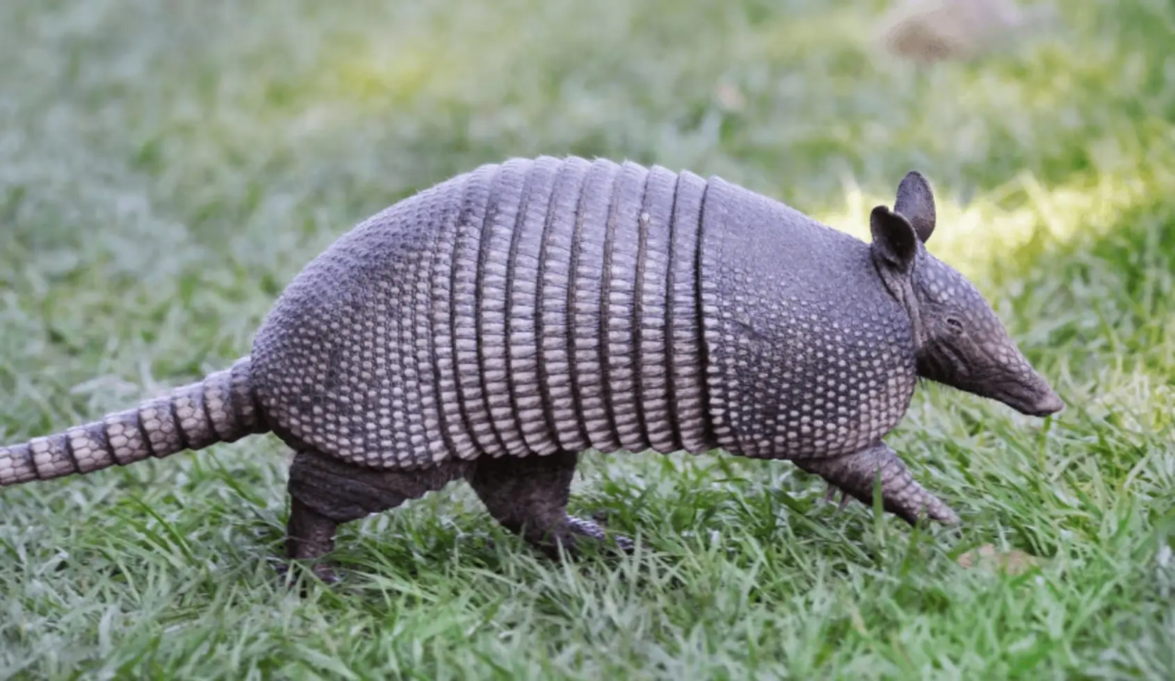 Armadillo