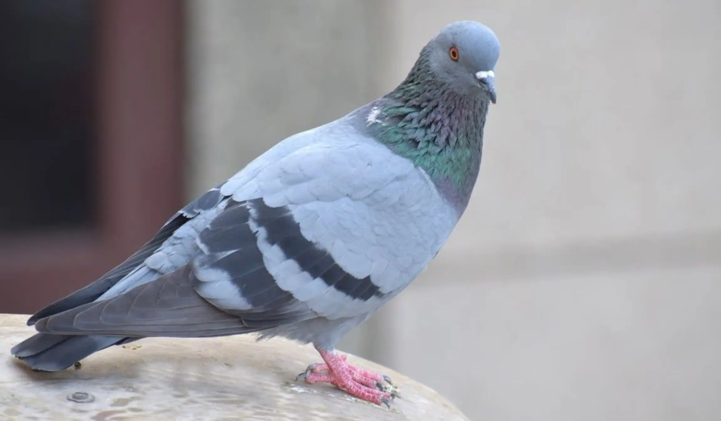 Birds