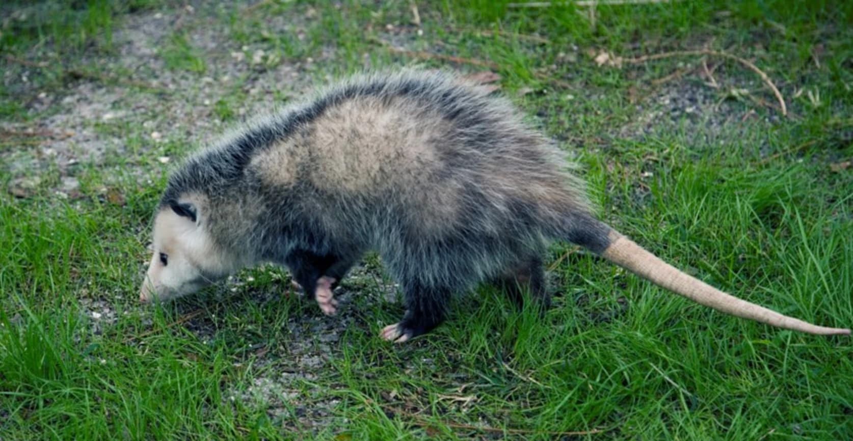 Opossums