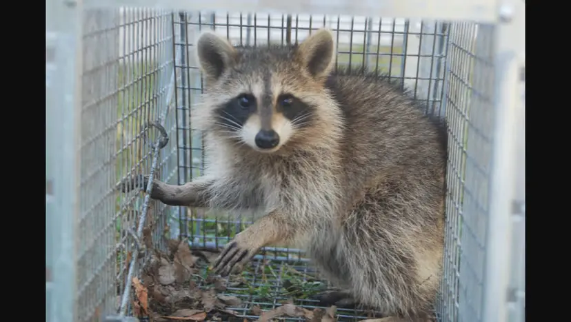 Raccoons