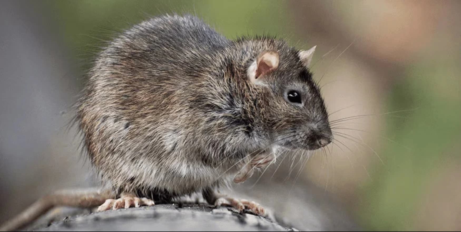 Rats & Mice