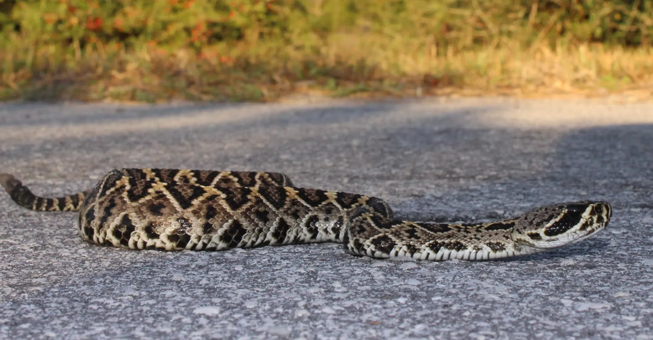 Rattlesnake