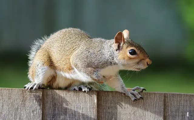 Squirrel in attic