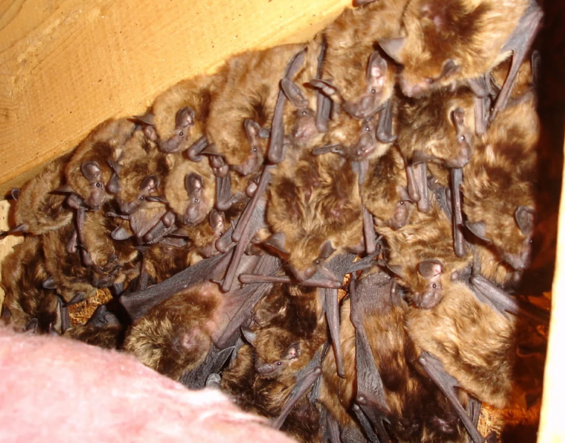 Creature Solutions 24/7 bat removal and exclusion services