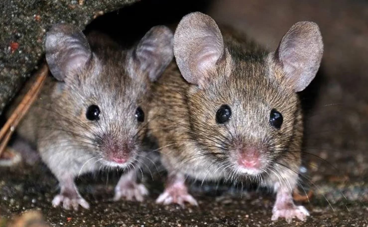 Creature Solutions emergency mice control Orlando
