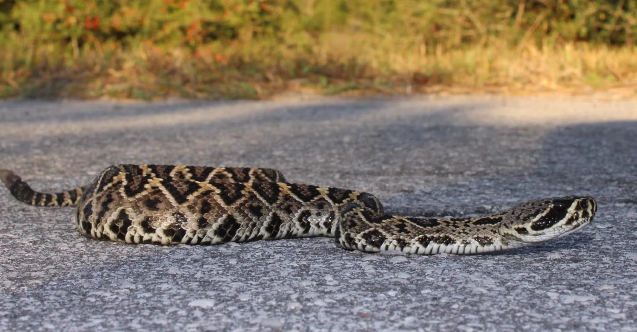 Creature Solutions fast snake removal Central Florida