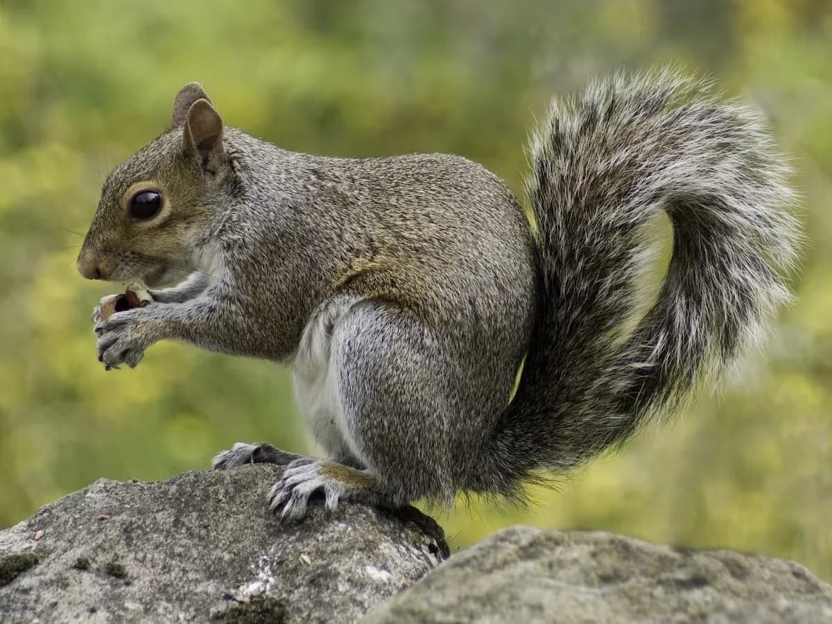 Creature Solutions same-day squirrel removal Orlando
