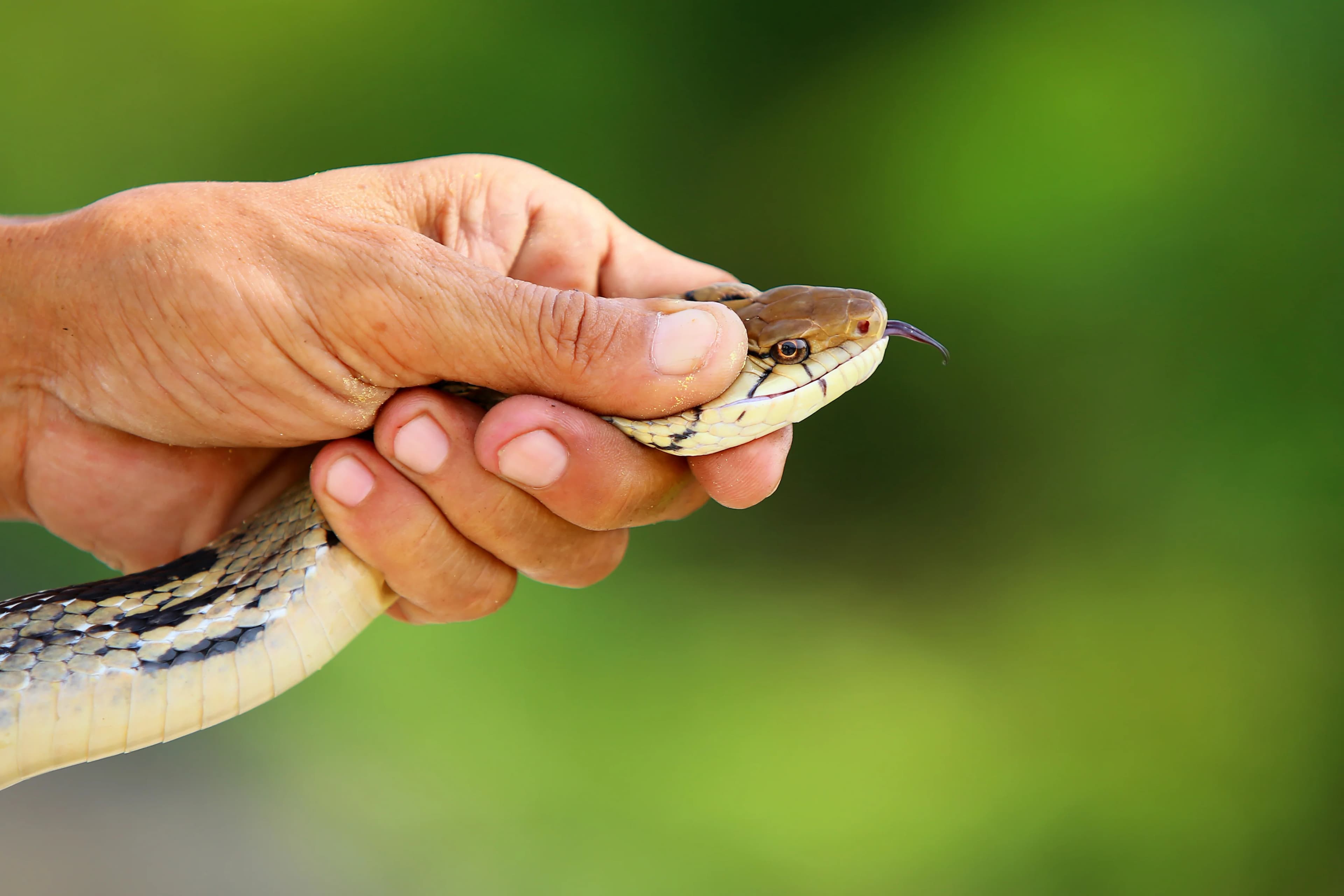 Wildlife Removal