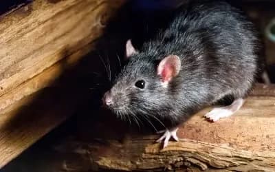 Rat damage